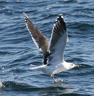 Great Black-backed Gull | Outdoor Alabama